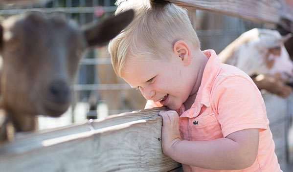 young boy curiously peeks into the goat enclosure at the farm